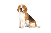 Standard Size