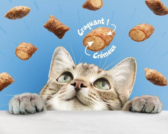 Misc Blocks Bursts Cat image