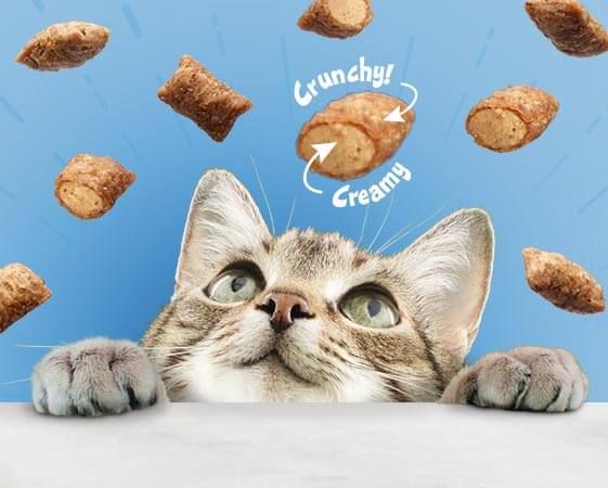 Misc Blocks Bursts Cat image