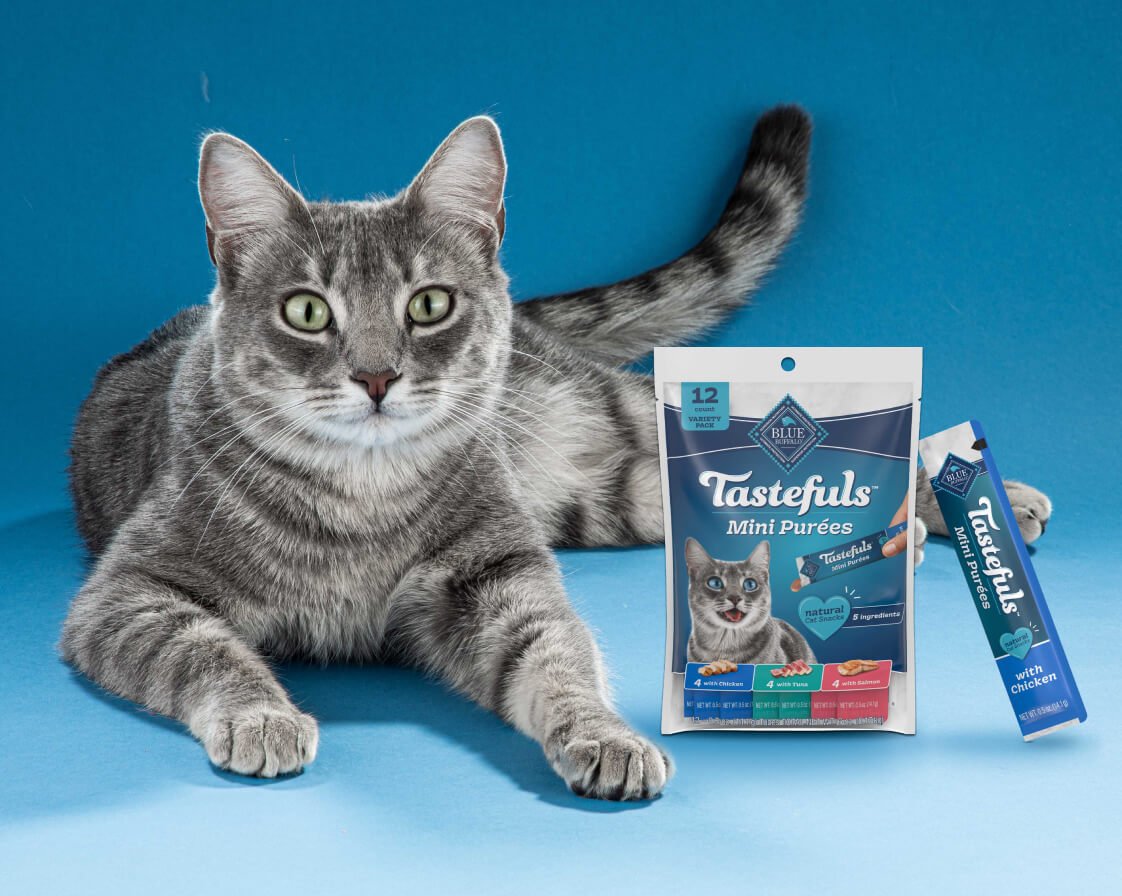 A gray cat is looking at the camera and lying down. There's a variety pack of BLUE Tastefuls Purées and one single-serve pouch next to her.