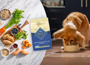 A small brown dog’s eating from a bowl next to a table with fresh ingredients & a bag of Life Protection Formula dog food.