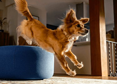 Small tan dog mid-jump off a blue ottoman in a home kitchen, ears perked and tail up