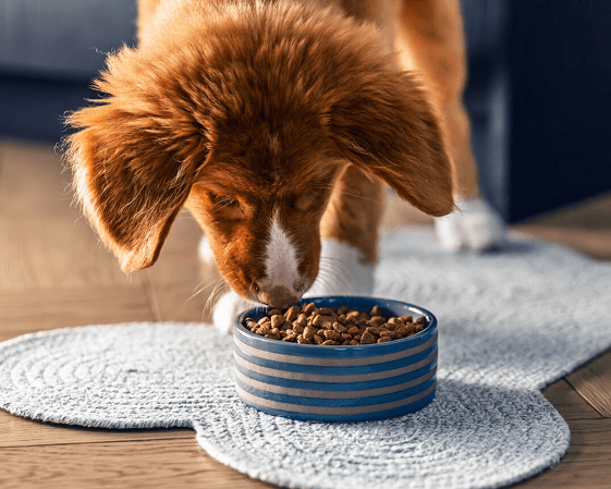 A cute caramel-colored puppy is avidly looking at their bowl of dry kibble.
