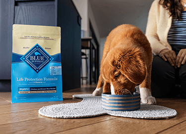 A caramel-colored puppy is avidly eating. A bag of BLUE puppy food is next to them & their Pet Parent is sitting behind them.