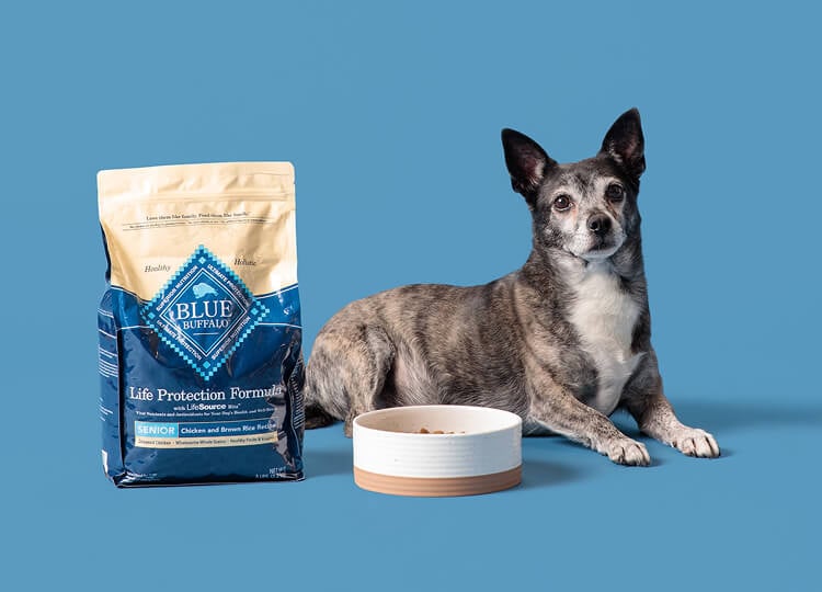 A bag of BLUE dry dog food is next to a small & attentive senior dog. They’re sitting behind a white bowl of dry dog food.