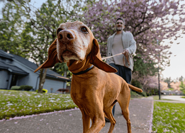 Large brown dog on a leash walking on a neighborhood sidewalk with an adult holding the leash under blooming trees