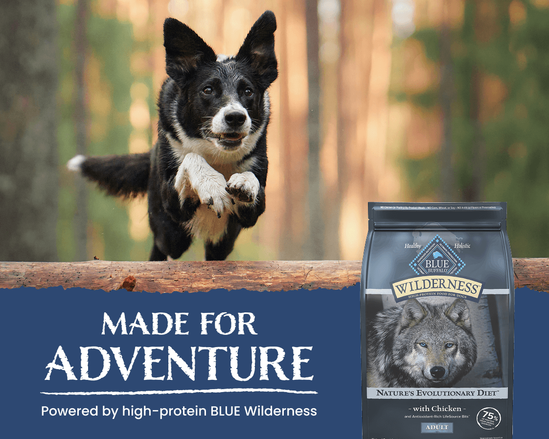 A Border Collie is leaping excitedly over a log in a forest. A bag of Wilderness dry dog food is in the bottom right corner.