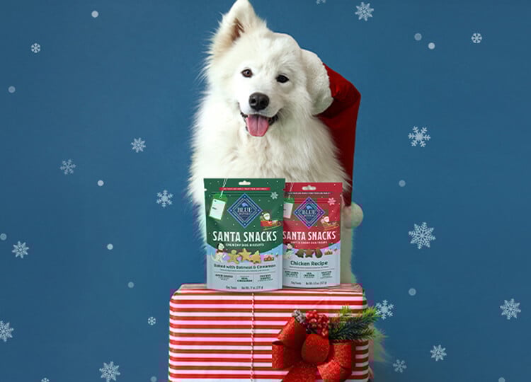 Dog in Santa hat with Santa Snacks dog biscuits on gift box