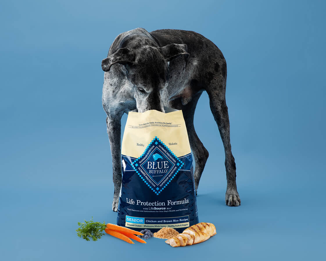 A senior Great Dane is smelling a bag of BLUE dog food. Fresh ingredients like chicken & carrots are in front of the bag.