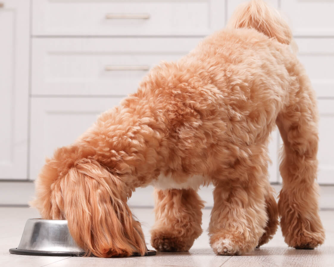 A fluffy brown dog has their entire head in their bowl eating. They’re standing in a white kitchen.