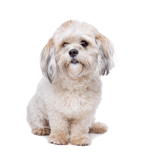 maltese dog
