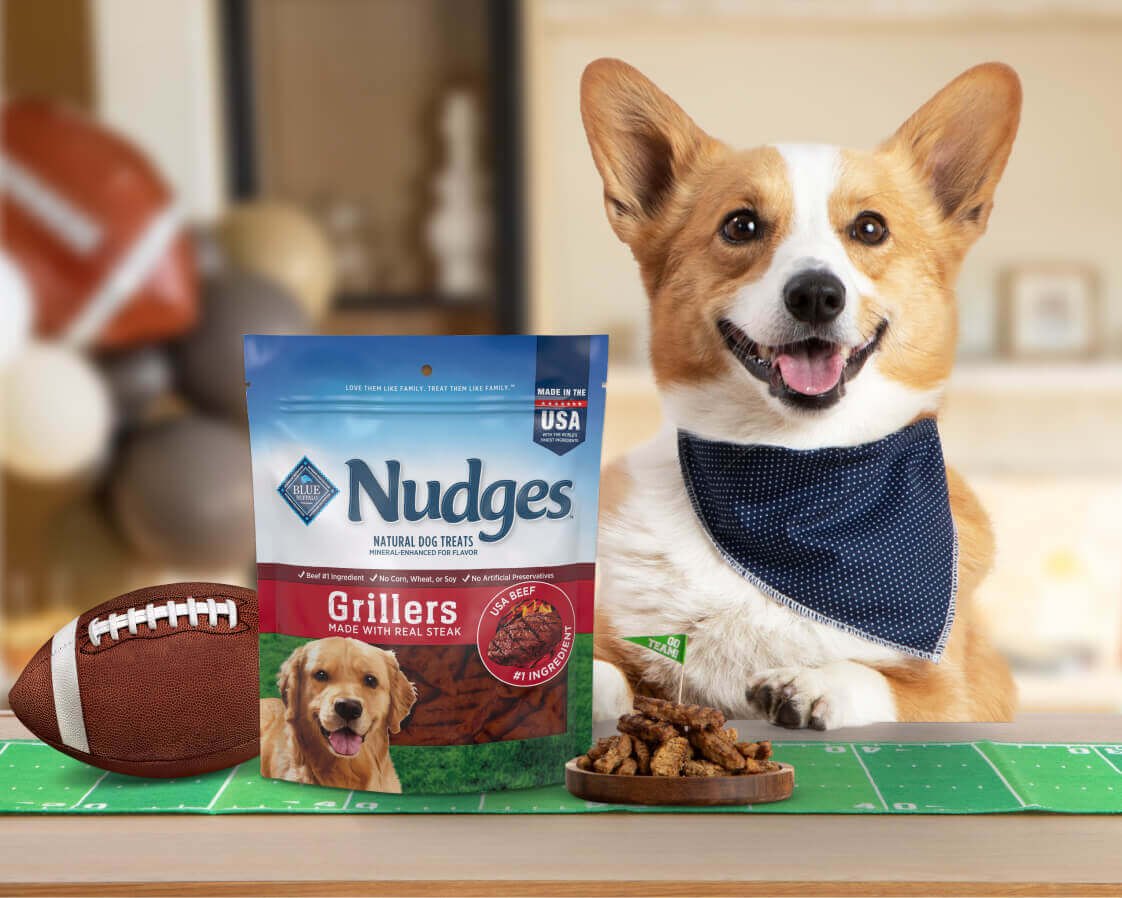 A corgi wearing a blue bandana is happily sitting behind a bag of Nudges dog treats, a football, & a plate of meaty treats.