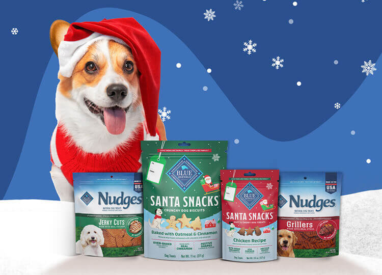 A content corgi is wearing a Santa hat and a red sweater. Four packs of BLUE dog treats are in front of him.