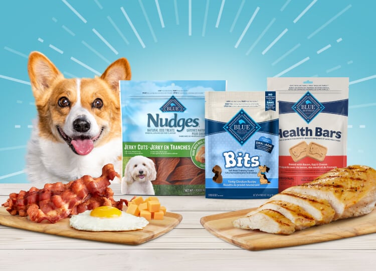 A corgi is next to bags of BLUE Nudges, Bits and Health Bars treats. Bacon, a cooked egg, cheese, and sliced meat are in front of the treats.