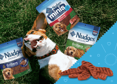 A dog is happily lying on their back on the grass and enjoying the sun. Packs of BLUE Nudges treats are all around them.