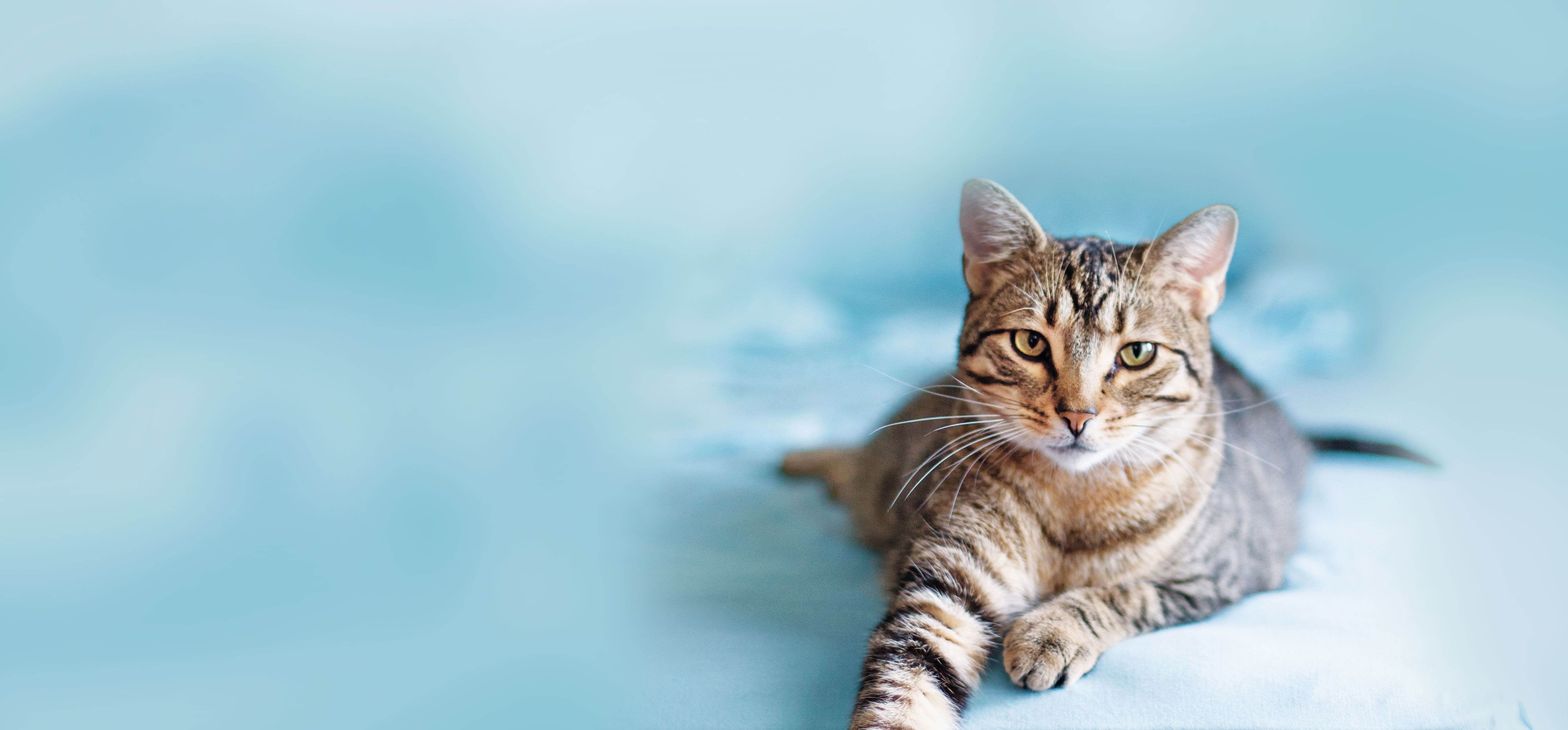 grey striped cat on blue background