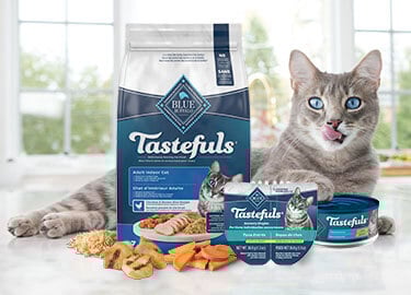 Cat with it's tasty food