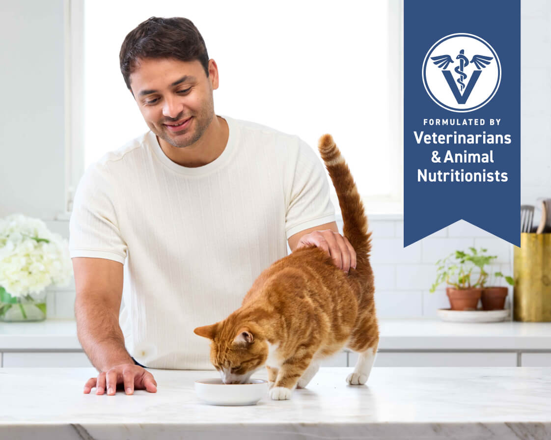 A person feeding a cat