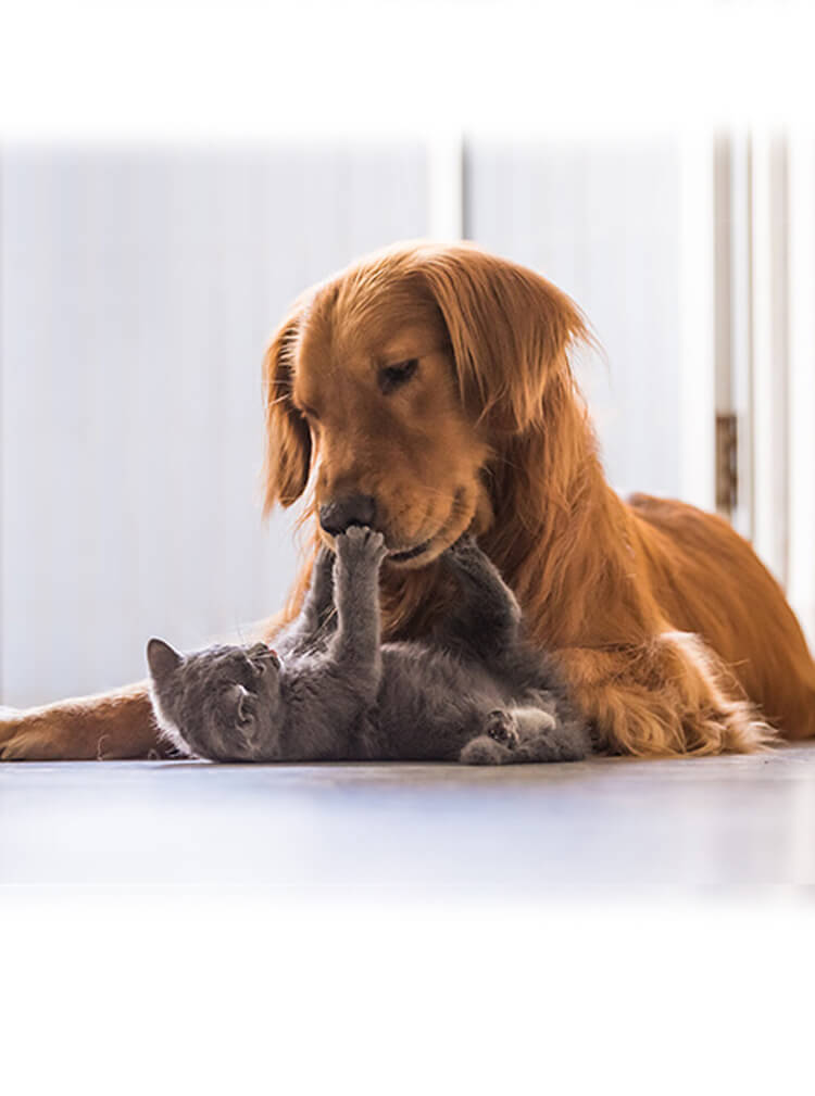 grey kitten snuggling with brown dog on the floor