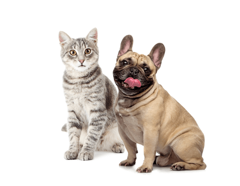 dog and cat with white background