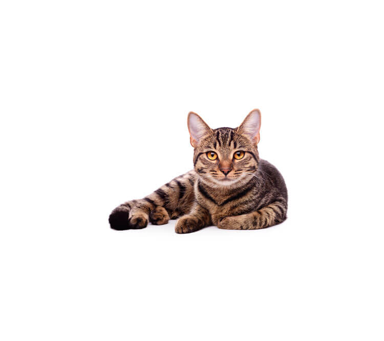 cat with white background