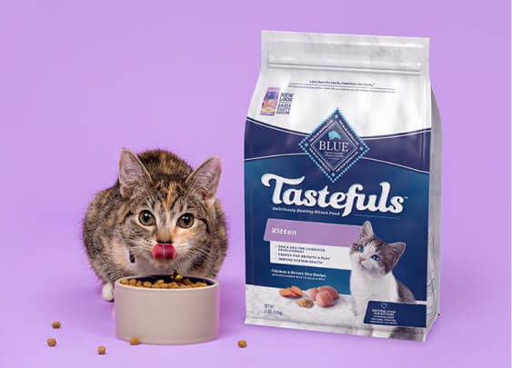image of cat with purple background