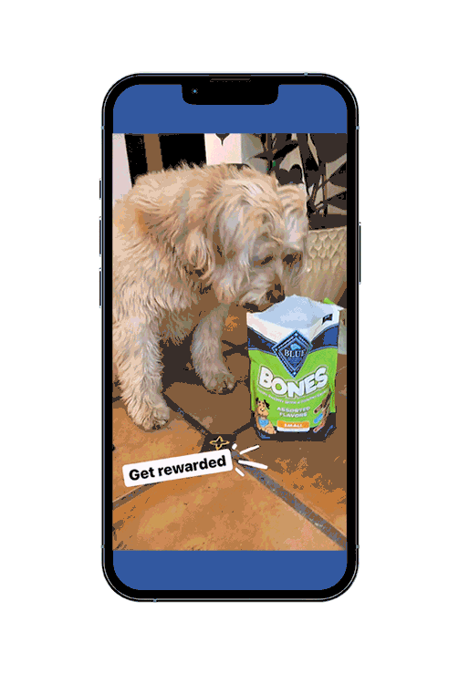 video of a dog