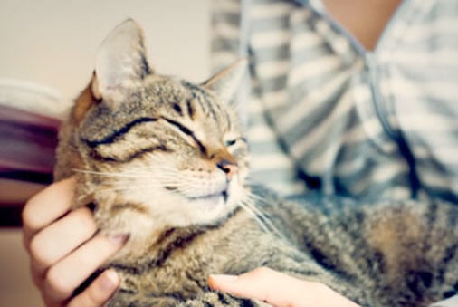 cat being comforted in a person's lap