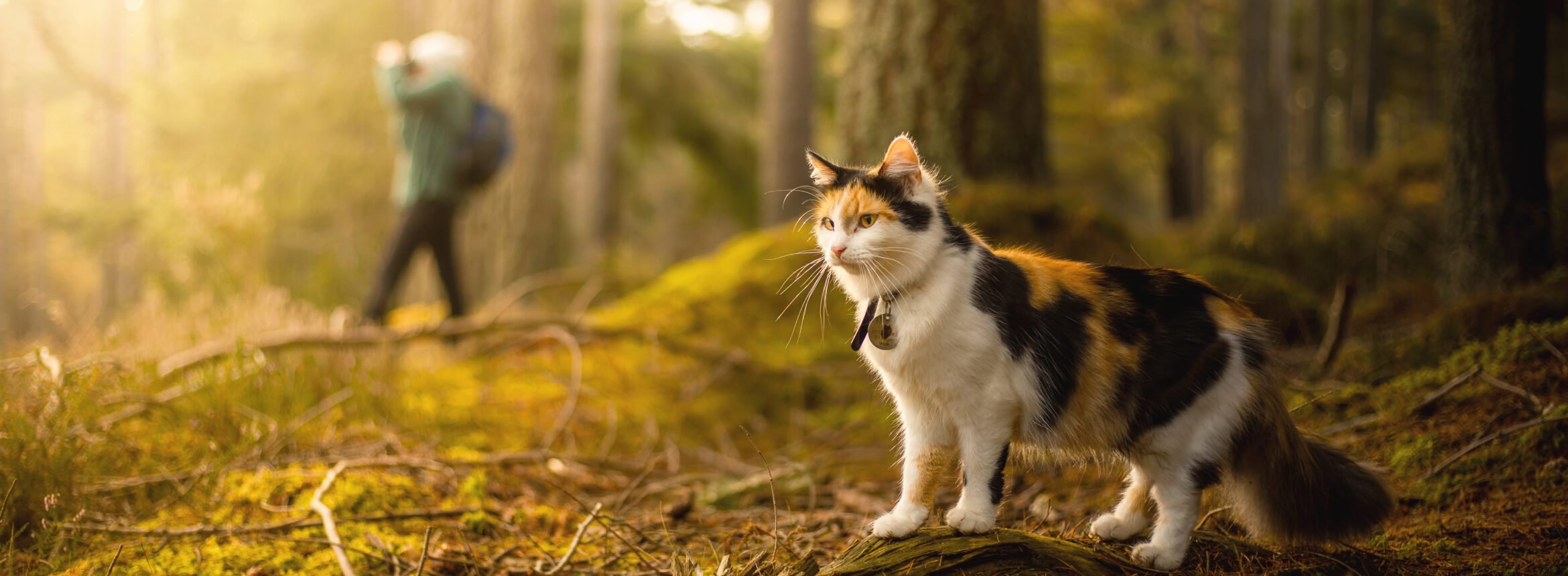 Calico cat standing on a mossy forest floor with a person walking in the blurred background.