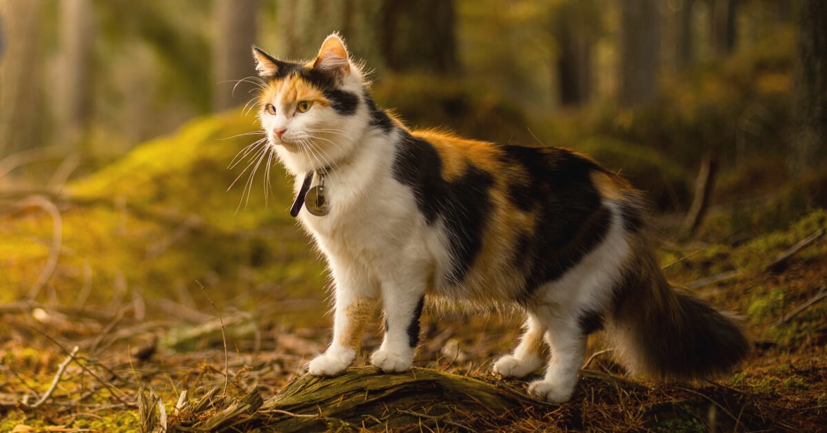 Benefits of Feeding A High-Protein Cat Food | Blue Buffalo