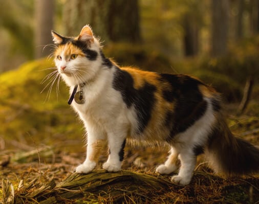 The Science Behind The Protein in Your Cat’s Diet