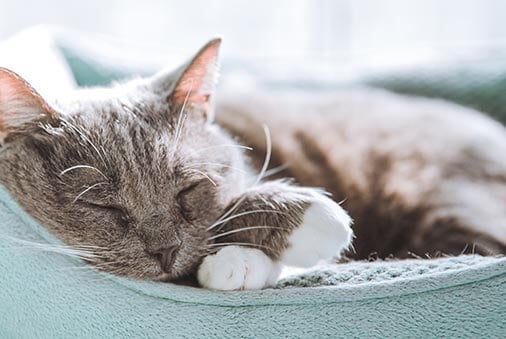 Image of a grey sleeping cat