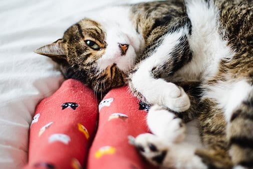 Garder votre chat au chaud en hiver