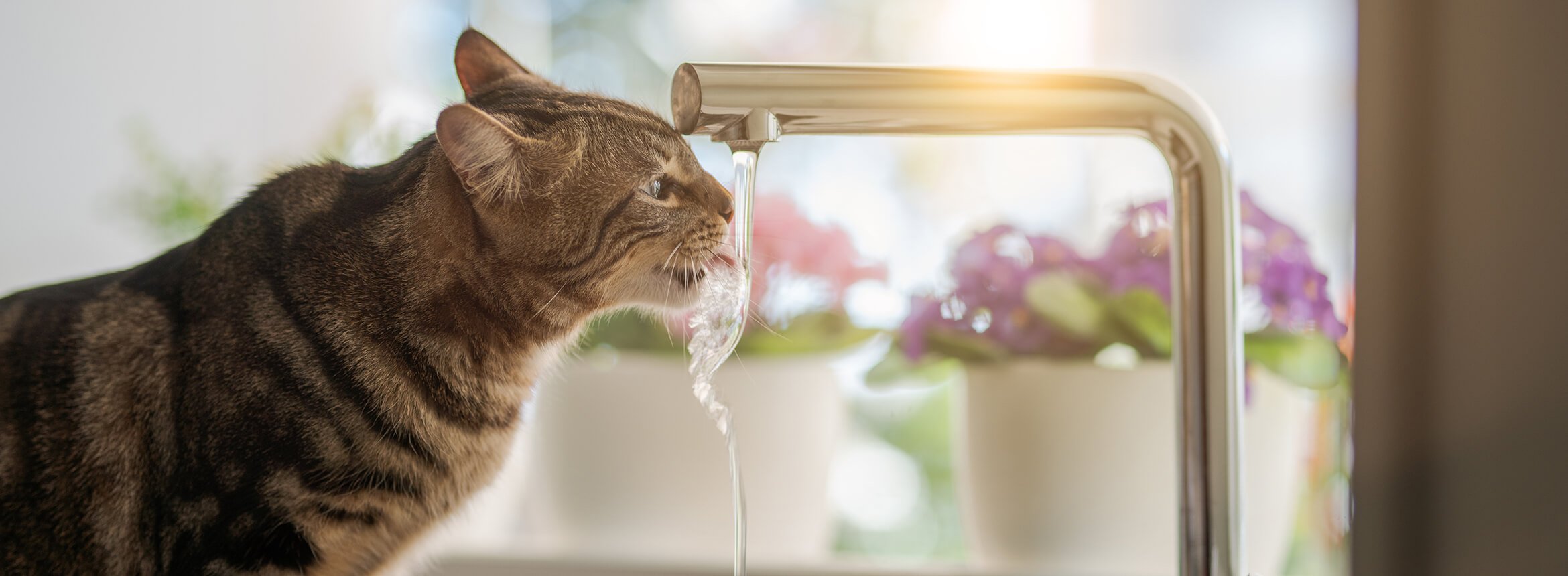 Cat drinking water from sink