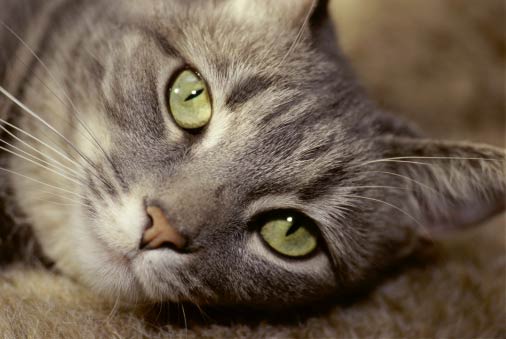 Close-up of a gray tabby cat lying down, showing its face and green eyes gazing softly.