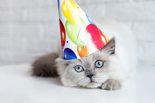 Celebrate Your Cat’s Birthday or Gotcha Day!