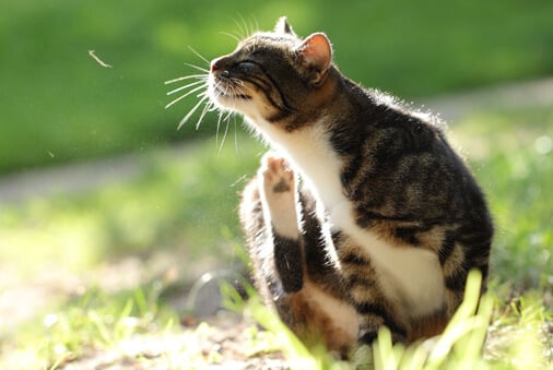 Does Your Cat Have Allergies? 