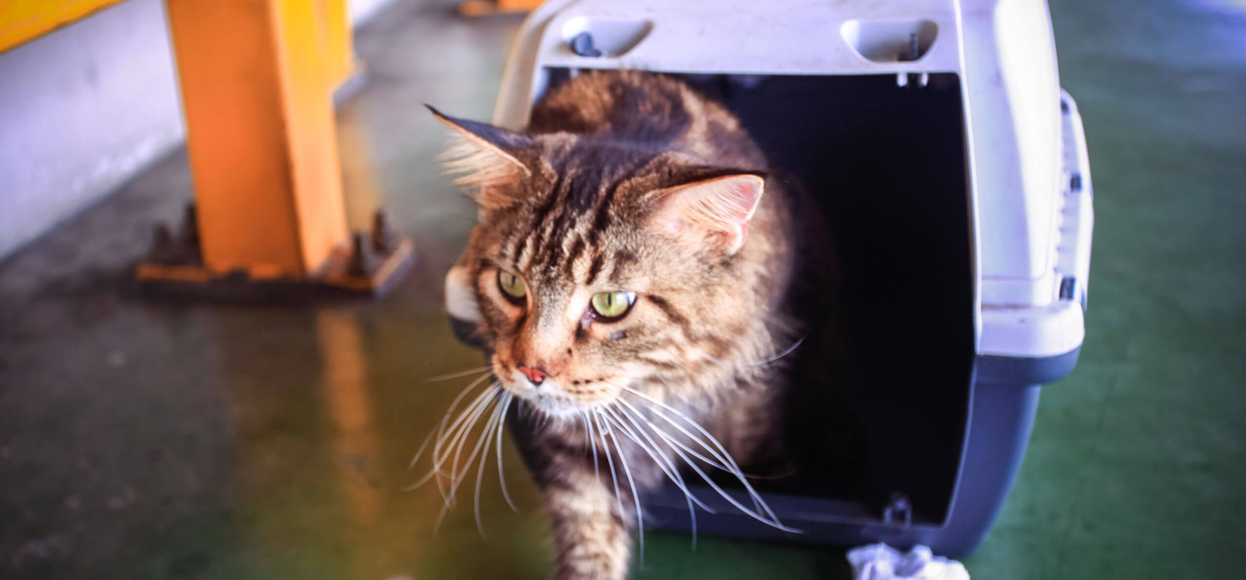 cat creeping out of its crate