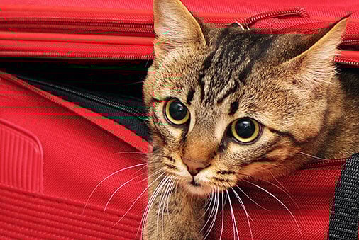 How to Find the Best Carrier for Your Cat