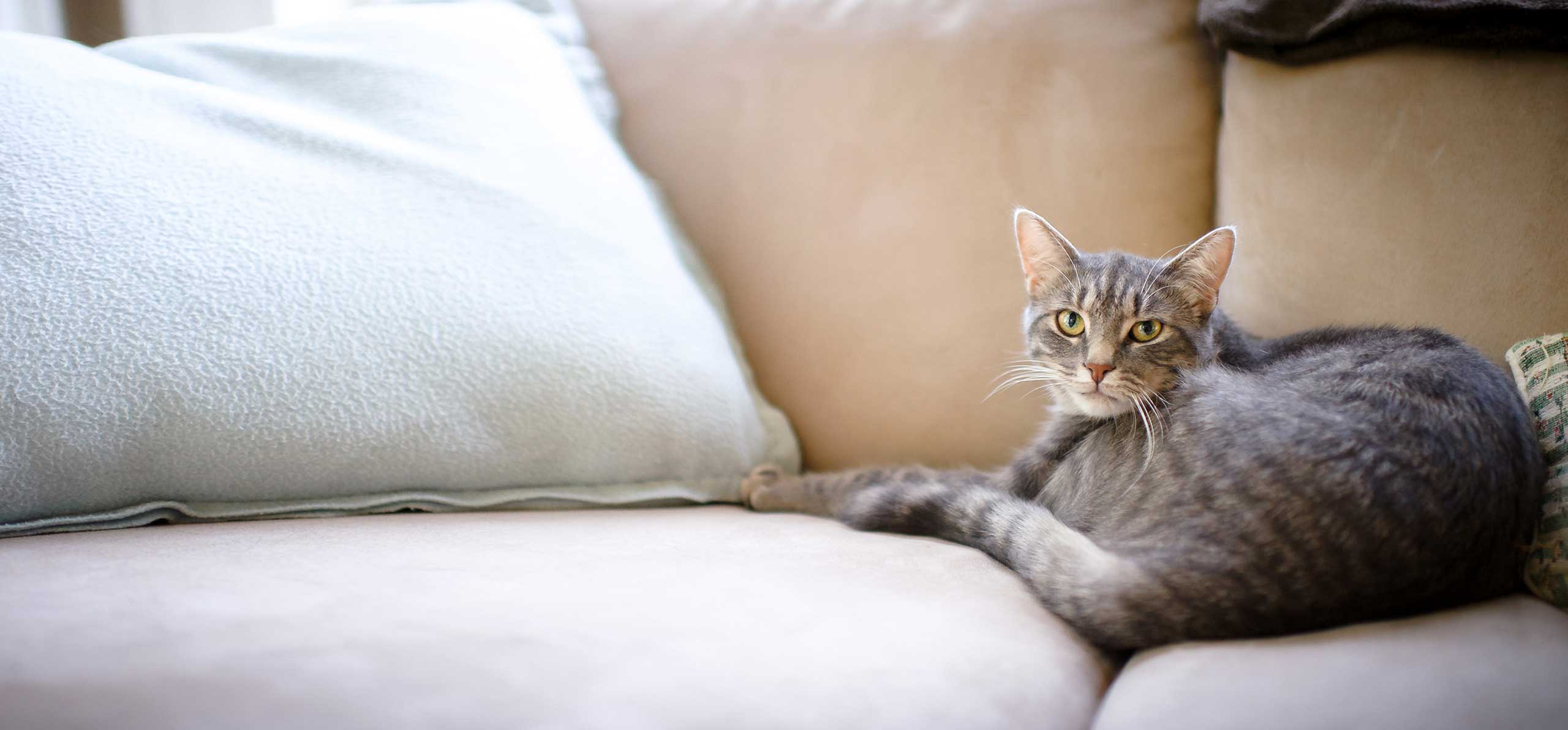 Healthy Mature Cat
