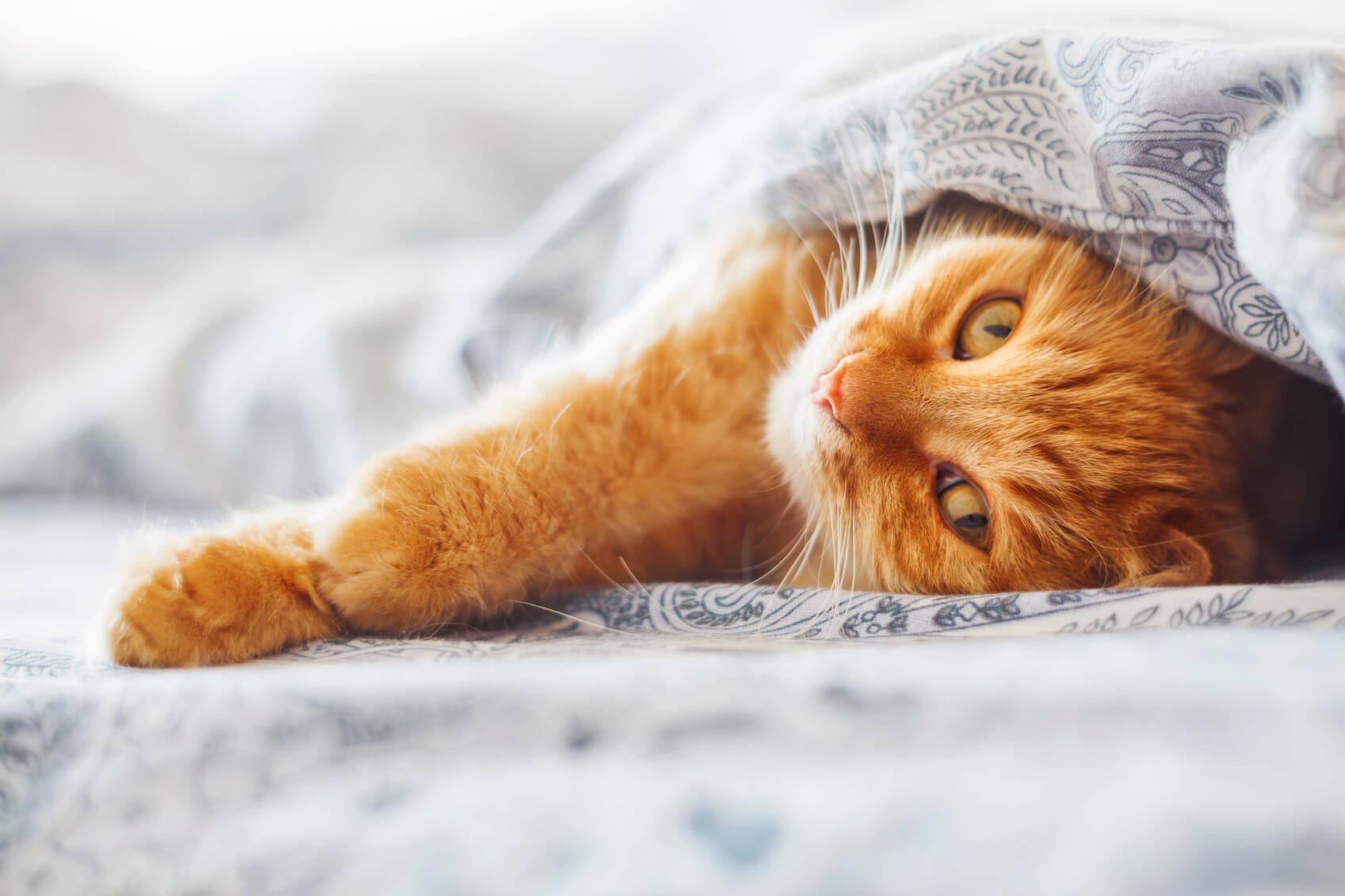 orange cat laying sideways halfway out of the blanket