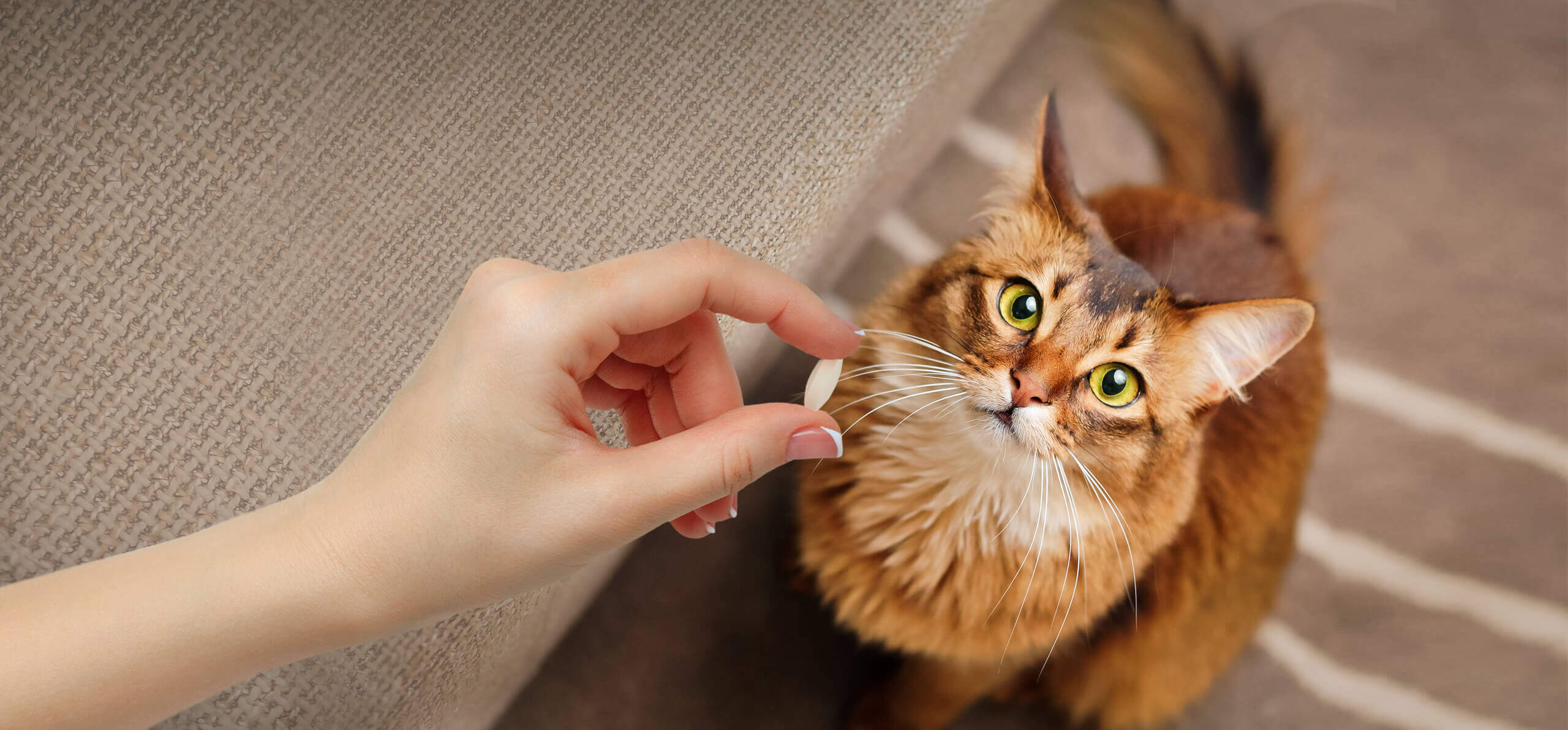 orange cat being handed a pill