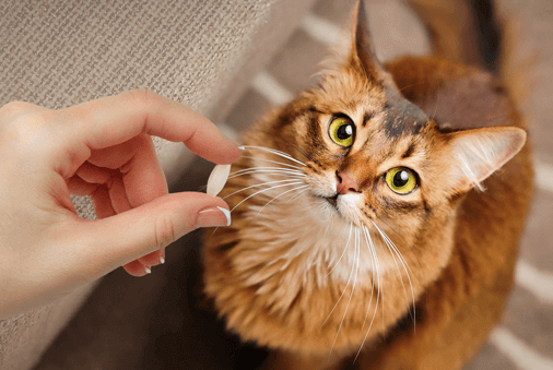 How to Give a Cat a Pill