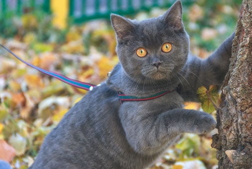 How To Leash Train Your Cat