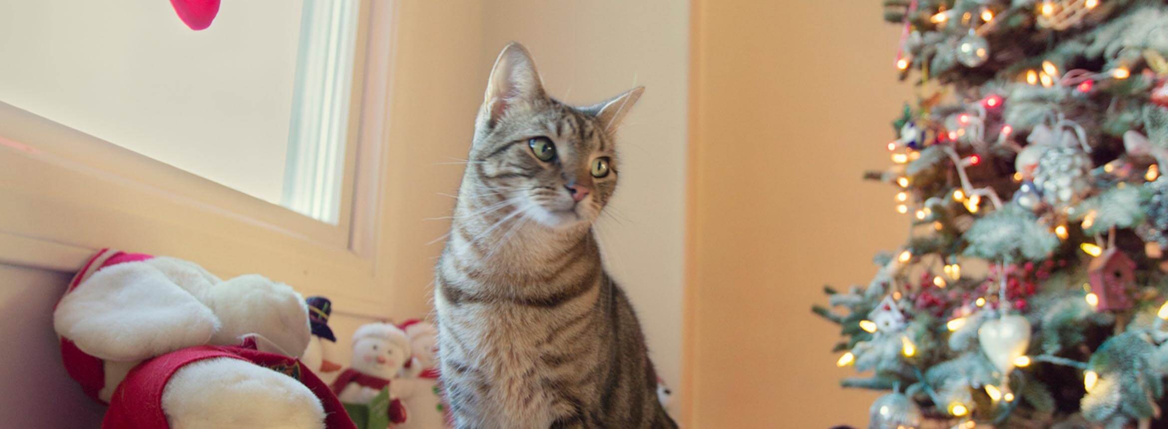 image of a cat by a christmas tree