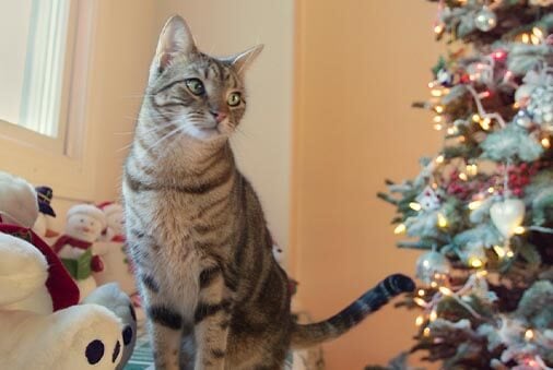 How to Make a Festive Holiday Stocking for your Cat  