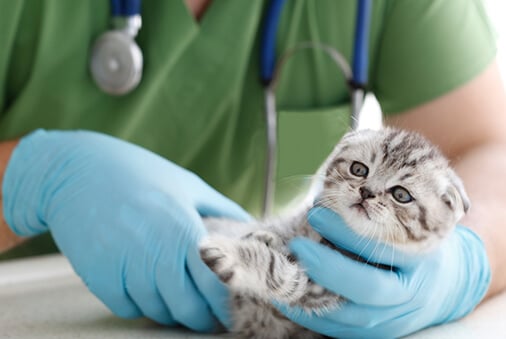 How to Spot Kitten Diseases