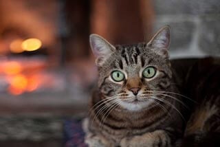 Keep Your Kitty Warm in Winter