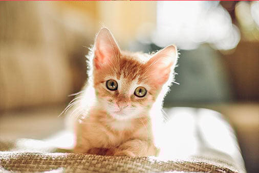 Kitten-Proofing Your Home