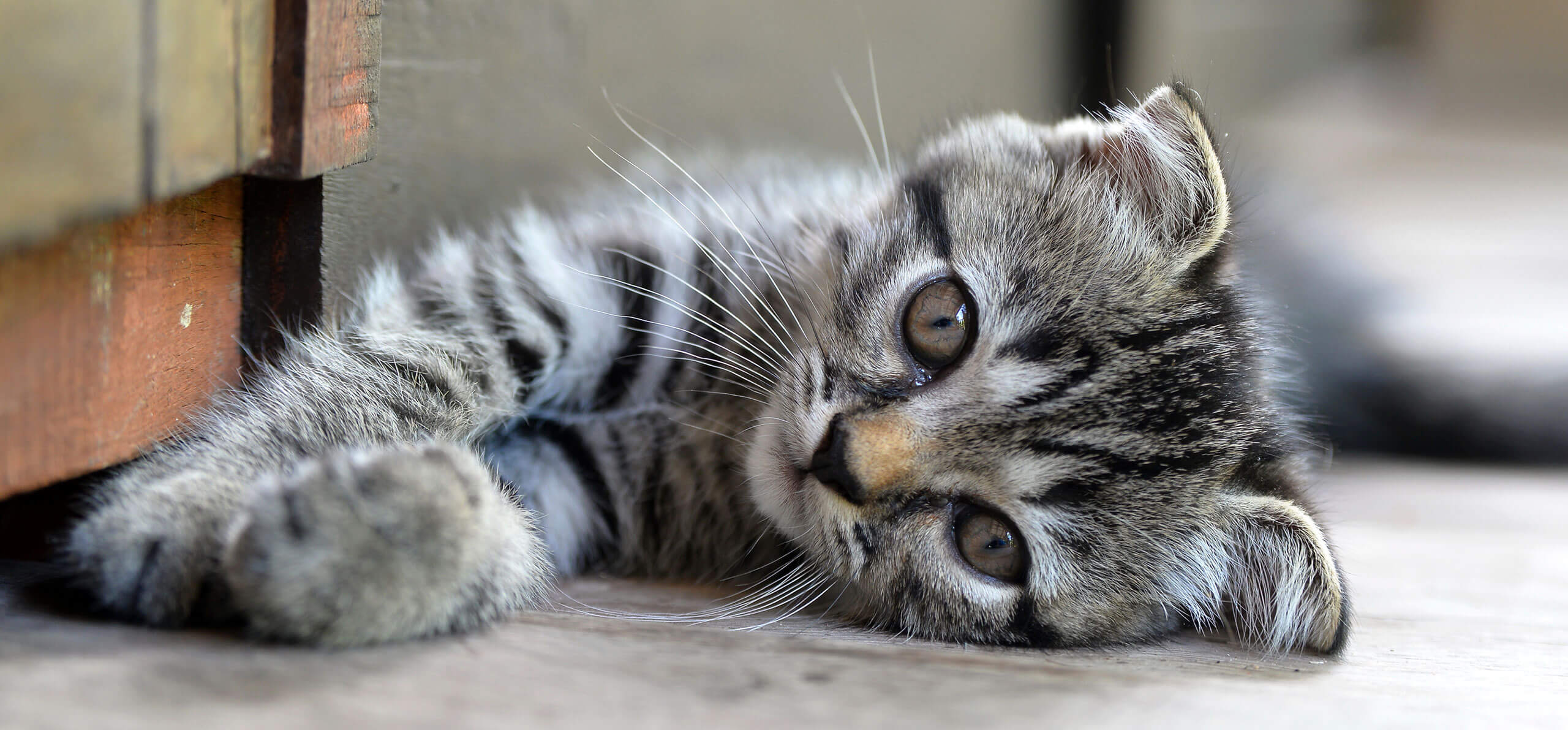 kitten laying sideways alongside a wall